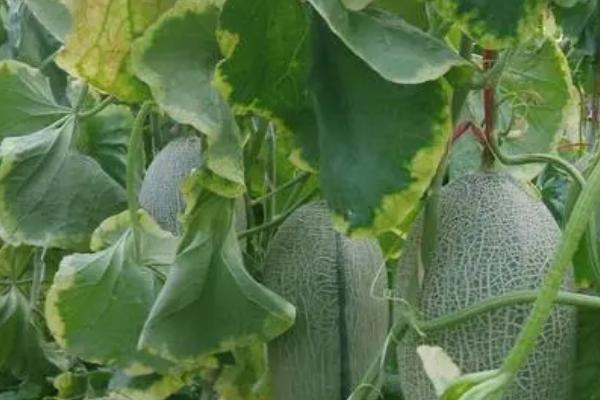 哈密瓜生育期怎么管理,果实膨大期每隔7-10天要灌一次水