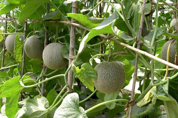 哈密瓜生育期怎么管理,果实膨大期每隔7-10天要灌一次水