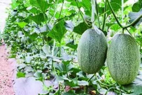 哈密瓜生育期怎么管理,果实膨大期每隔7-10天要灌一次水
