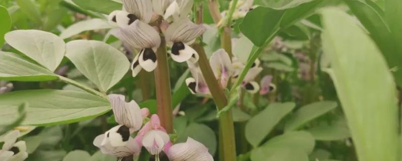 蚕豆落花落荚的原因