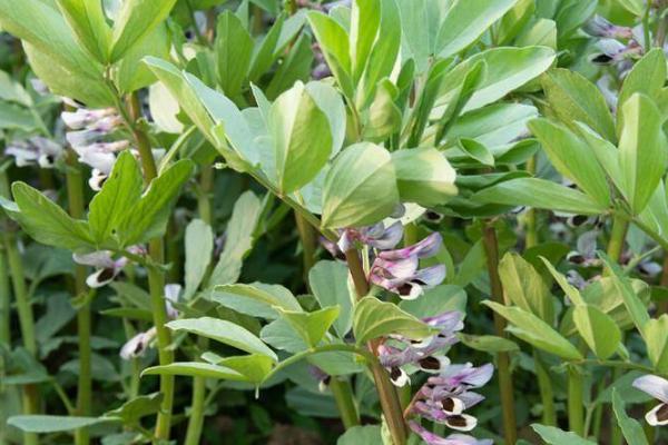 蚕豆落花落荚的原因,可能是天气恶劣、缺少营养、土壤积水等因素所导致