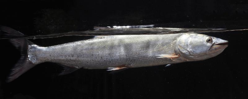 鳡鱼可以长到什么程度