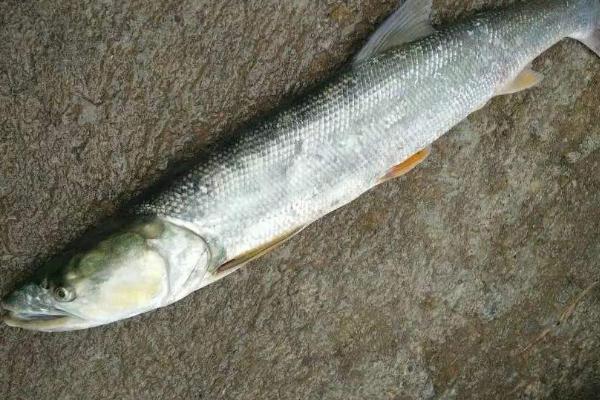 鳡鱼可以长到什么程度,体长最多可达到2米左右