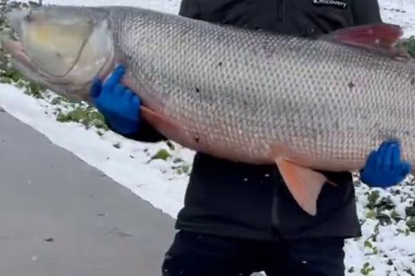 鳡鱼可以长到什么程度,体长最多可达到2米左右