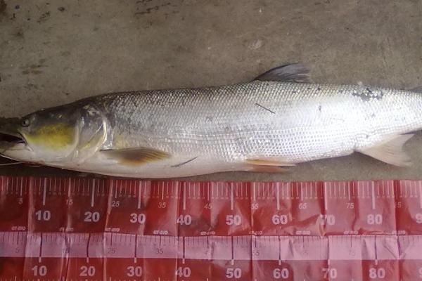 鳡鱼可以长到什么程度,体长最多可达到2米左右
