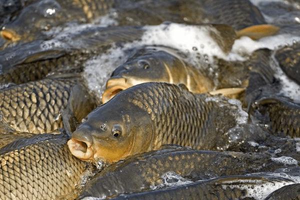 鲤鱼会不会跳出水面，在缺氧、受惊的情况下均会跳水