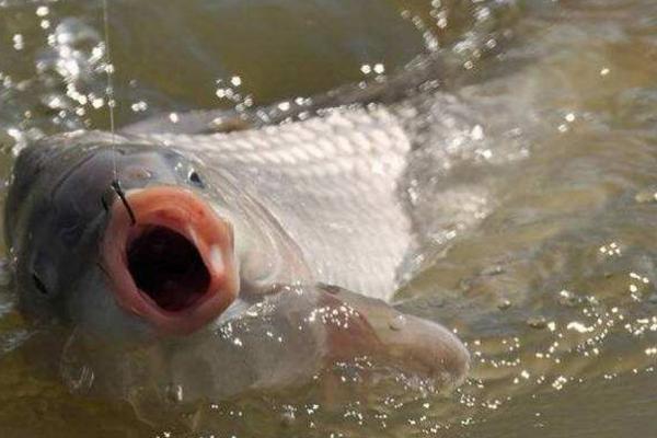 鲤鱼会不会跳出水面，在缺氧、受惊的情况下均会跳水