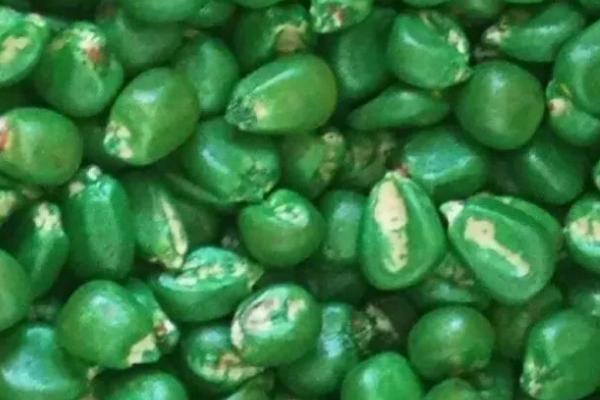 如何正确使用经过包衣的种子,播种时要戴防护手套