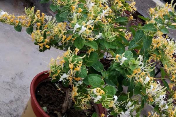 金银花盆栽方法,上盆后要浇灌定根水、再转移至阴凉处