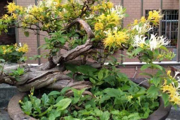 金银花盆栽方法,上盆后要浇灌定根水、再转移至阴凉处