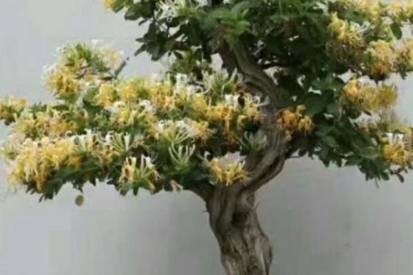 金银花盆栽方法,上盆后要浇灌定根水、再转移至阴凉处