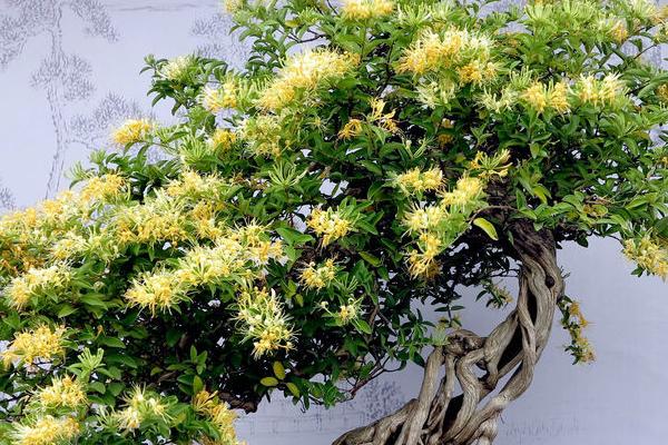 金银花盆栽方法,上盆后要浇灌定根水、再转移至阴凉处