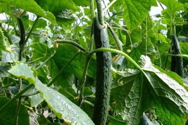 黄瓜生长期施哪种肥料,可使用氮肥、磷肥、钾肥、商品有机肥等肥料
