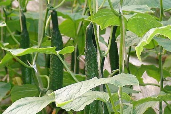 黄瓜生长期施哪种肥料,可使用氮肥、磷肥、钾肥、商品有机肥等肥料