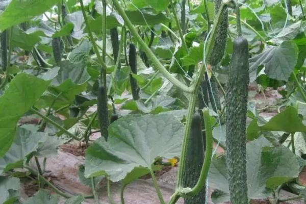 黄瓜生长期施哪种肥料,可使用氮肥、磷肥、钾肥、商品有机肥等肥料