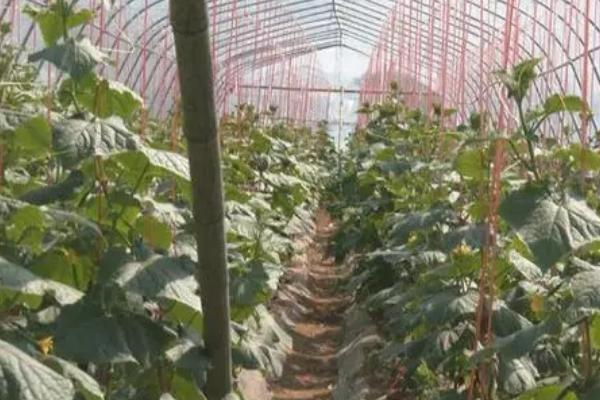 黄瓜生长期施哪种肥料,可使用氮肥、磷肥、钾肥、商品有机肥等肥料