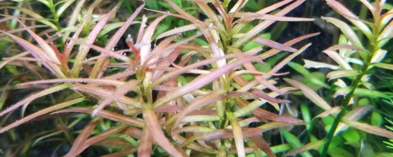 小红莓水草好不好养