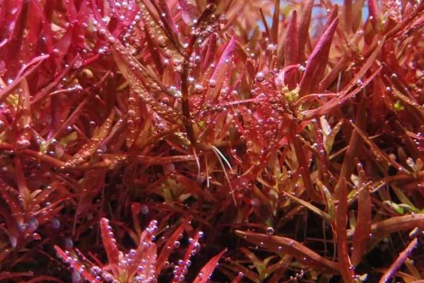 小红莓水草好不好养，养殖难度中等、对水质的要求不高