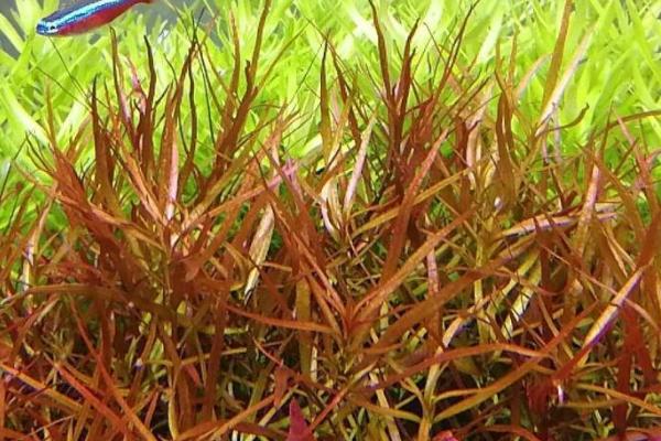 小红莓水草好不好养，养殖难度中等、对水质的要求不高