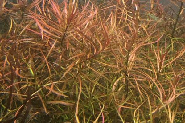 小红莓水草好不好养，养殖难度中等、对水质的要求不高