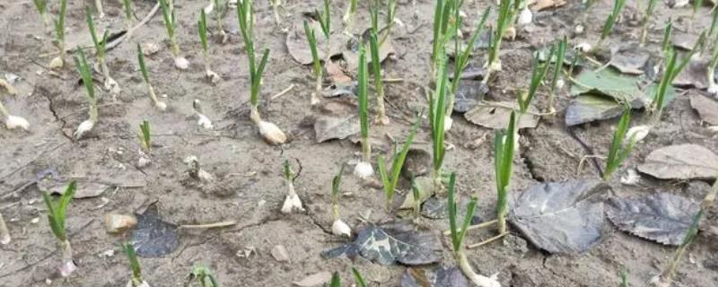 秋冬季节如何让大蒜早出苗