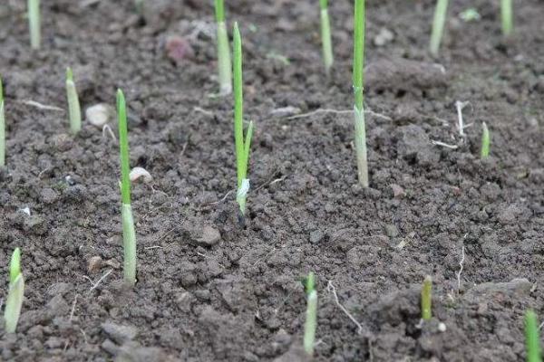 秋冬季节如何让大蒜早出苗,播种前晾晒2-3天可提早出芽