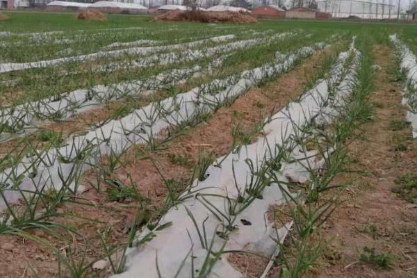 秋冬季节如何让大蒜早出苗,播种前晾晒2-3天可提早出芽