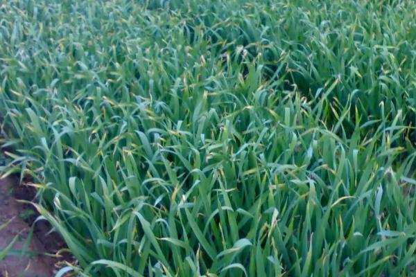 秋冬季节如何让大蒜早出苗,播种前晾晒2-3天可提早出芽