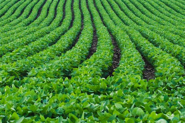 多肽是什么,是氨基酸化合物