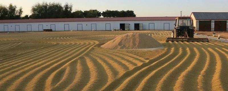 冬季稻种储存方法