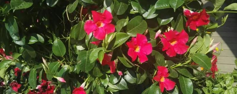 怎么养殖双喜藤