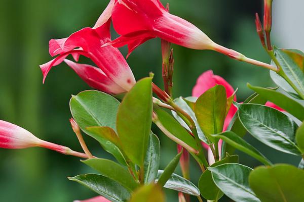 怎么养殖双喜藤，生长旺季每隔10天要追施一次液肥