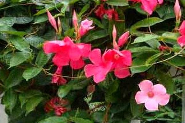 怎么养殖双喜藤，生长旺季每隔10天要追施一次液肥