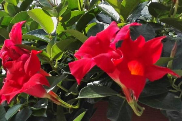 怎么养殖双喜藤，生长旺季每隔10天要追施一次液肥