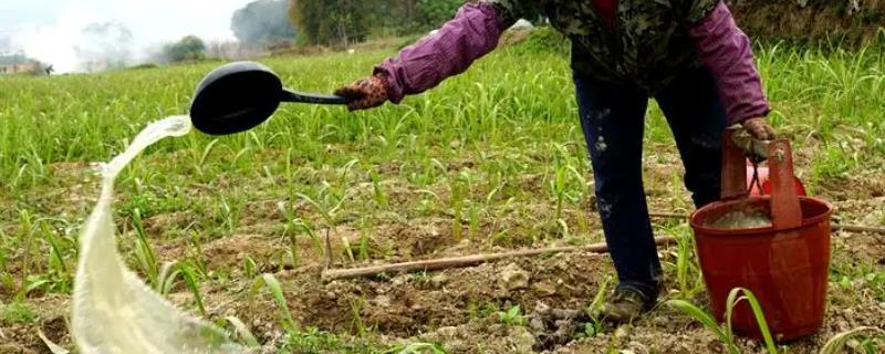 怎么对甘蔗施肥
