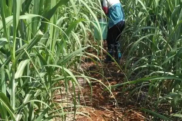 怎么对甘蔗施肥,分蘖期可将肥料兑水穴施