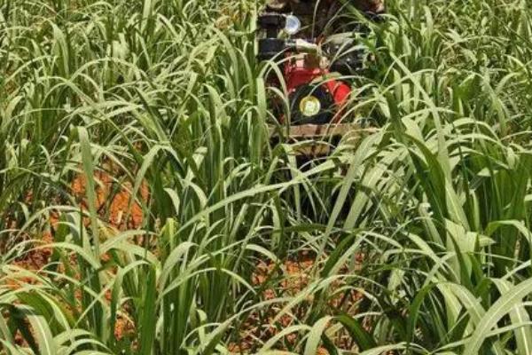 怎么对甘蔗施肥,分蘖期可将肥料兑水穴施