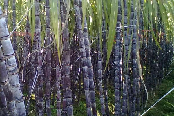 怎么对甘蔗施肥,分蘖期可将肥料兑水穴施