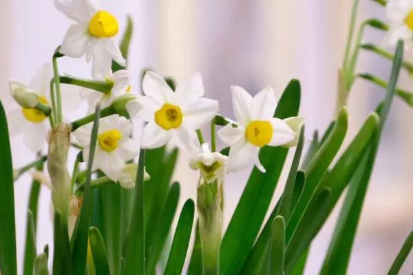 水仙开花时间,花期为1-2月