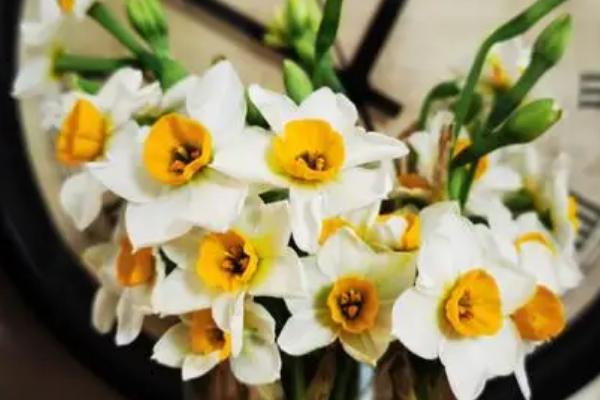 水仙开花时间,花期为1-2月