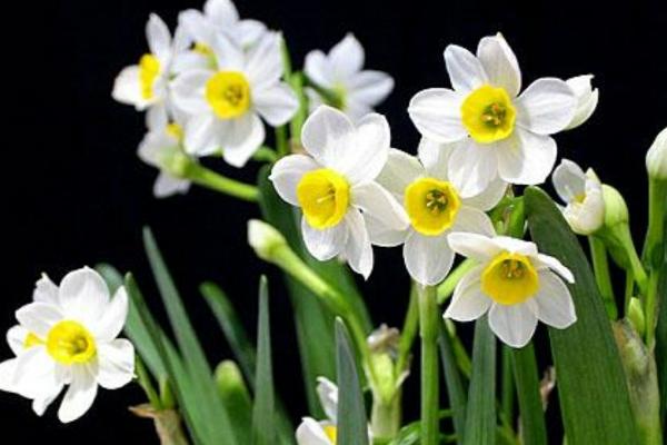水仙开花时间,花期为1-2月