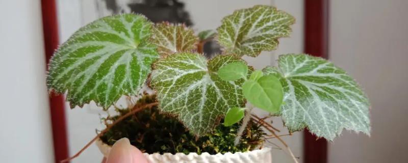 虎耳草的栽培技术