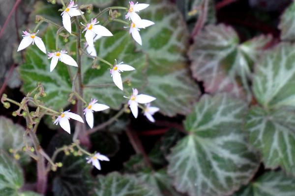 虎耳草的栽培技术,以分株繁殖为主