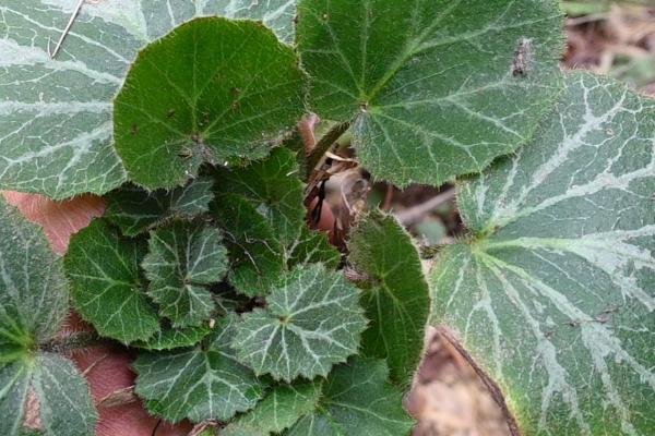 虎耳草的栽培技术,以分株繁殖为主