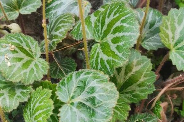 虎耳草的栽培技术,以分株繁殖为主