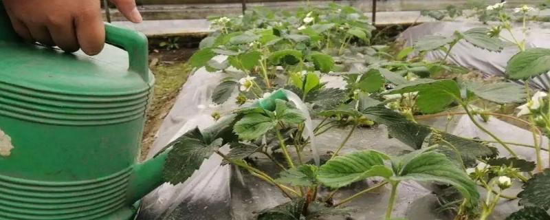 草莓控旺用什么最安全有效