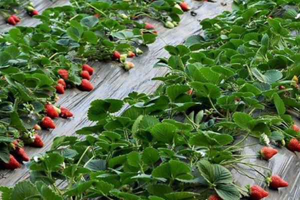 草莓控旺用什么最安全有效,控水、停肥、通风都有效