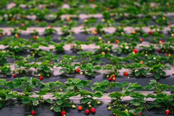 草莓控旺用什么最安全有效,控水、停肥、通风都有效