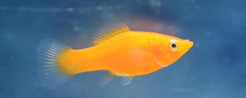 皮球玛丽鱼好不好养