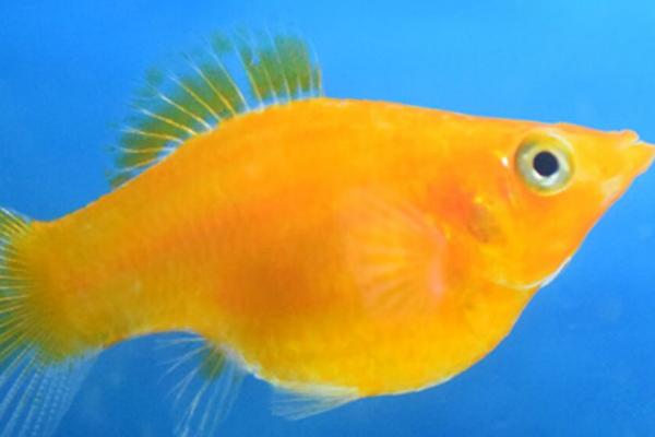 皮球玛丽鱼好不好养,养殖难度不高